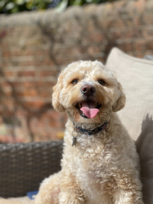 Maltipoo Puppy For Sale - Fairfield Furbabies